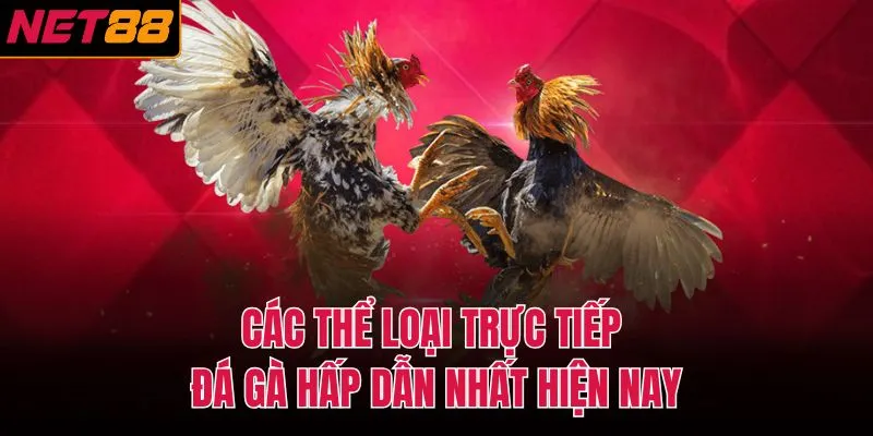 C&aacute;c thể loại trực tiếp đ&aacute; g&agrave; hấp dẫn nhất hiện nay