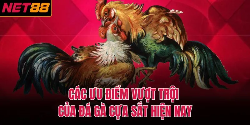 C&aacute;c ưu điểm vượt trội của đ&aacute; g&agrave; cựa sắt hiện nay
