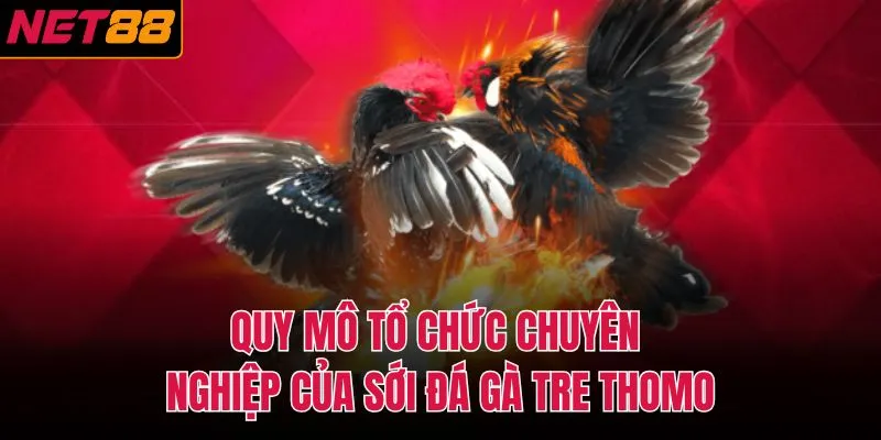 Quy m&ocirc; tổ chức chuy&ecirc;n nghiệp của sới đ&aacute; g&agrave; tre thomo